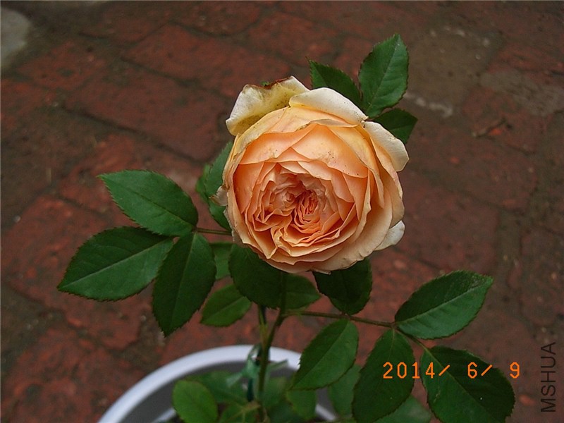 ���˹����