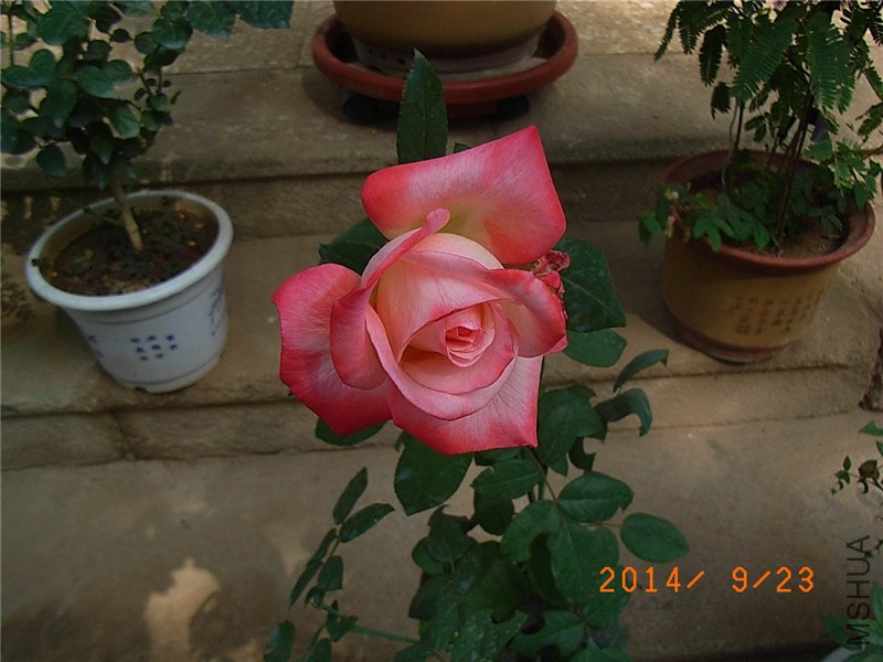 ���� (5).JPG