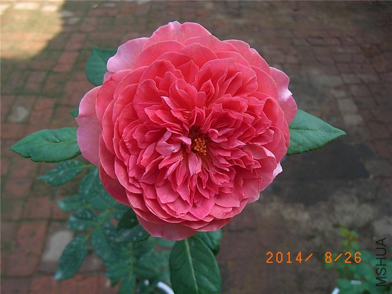 �������