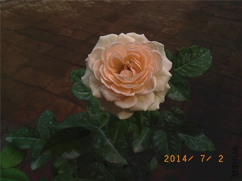 �ŵ��ɫ (1).JPG