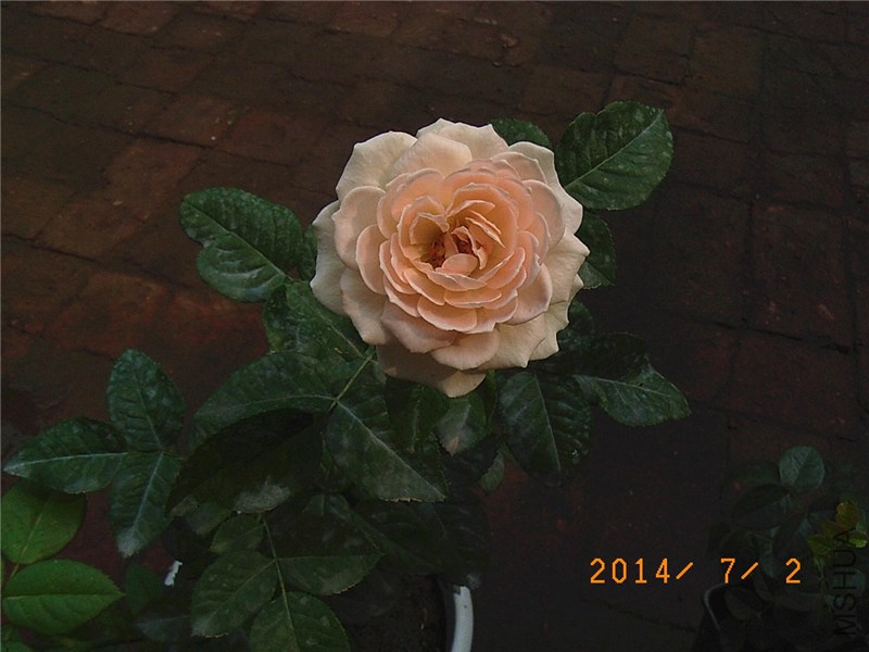 �ŵ��ɫ (2).JPG