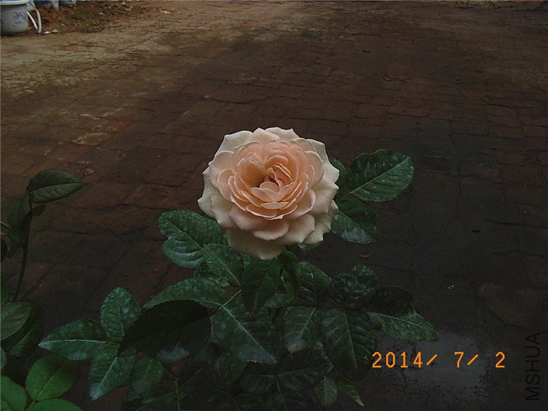 �ŵ��ɫ (3).JPG