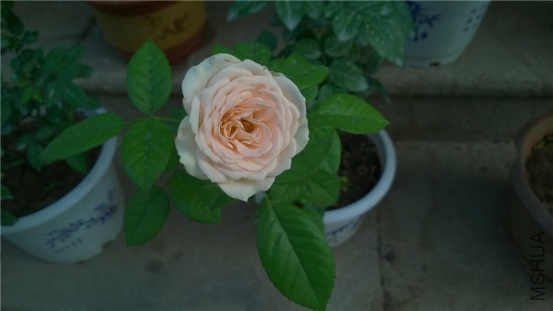 �ŵ��ɫ (4).jpg