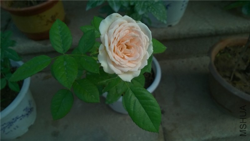 �ŵ��ɫ (6).jpg