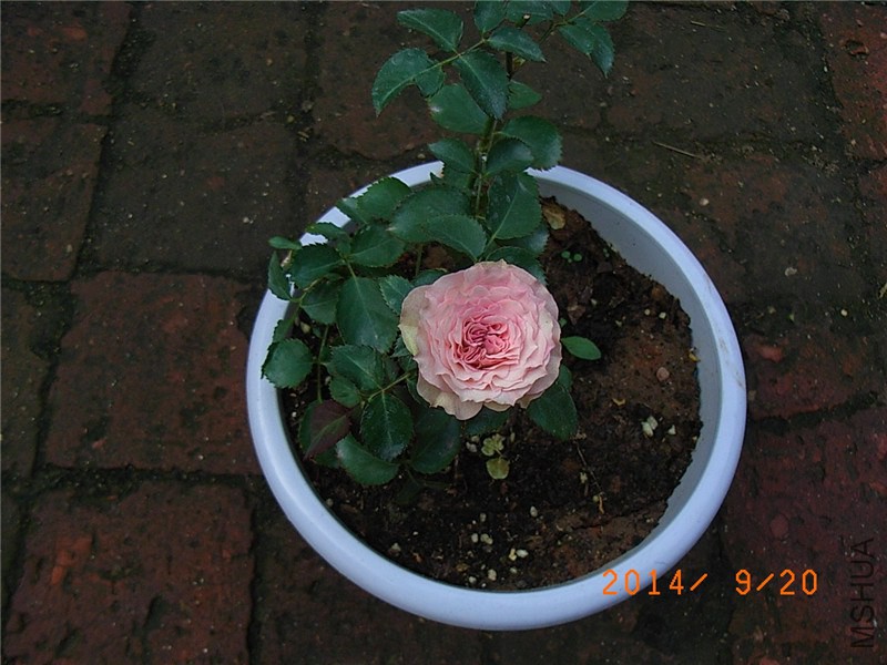 ��С�� (2).JPG