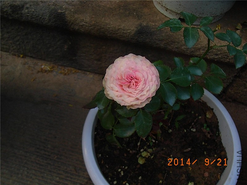 ��С�� (4).JPG