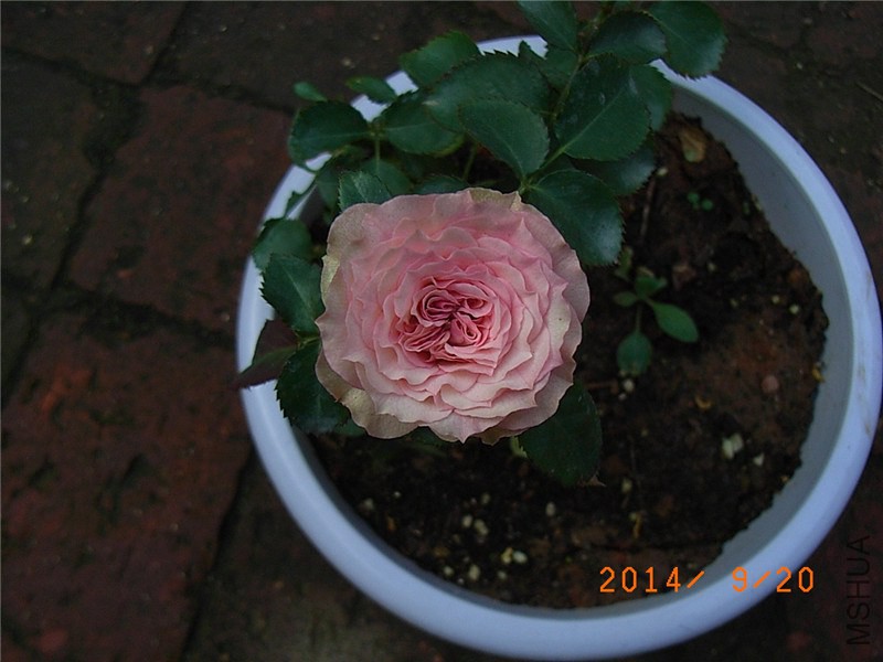 ��С�� (5).JPG