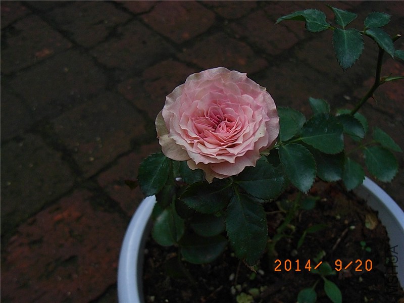 ��С�� (6).JPG