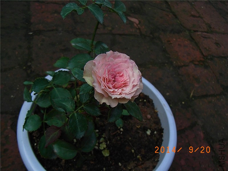 ��С�� (7).JPG