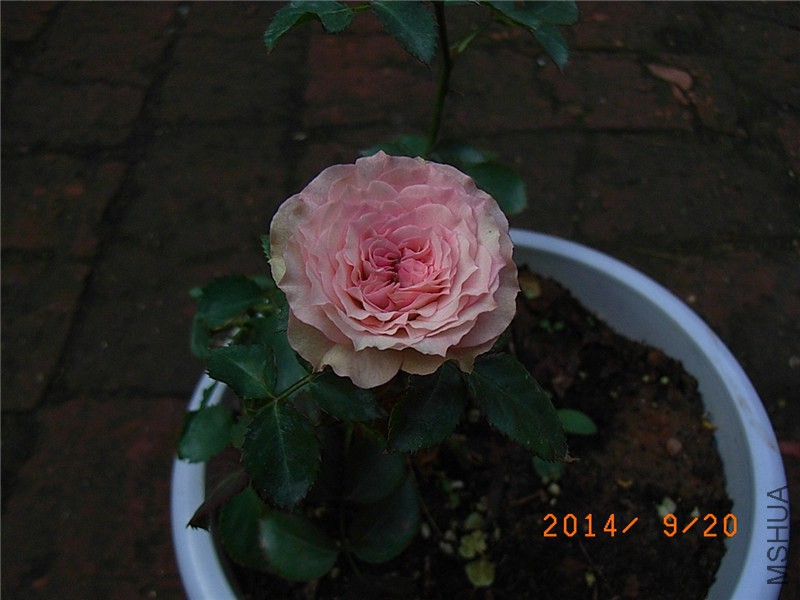 ��С�� (8).JPG