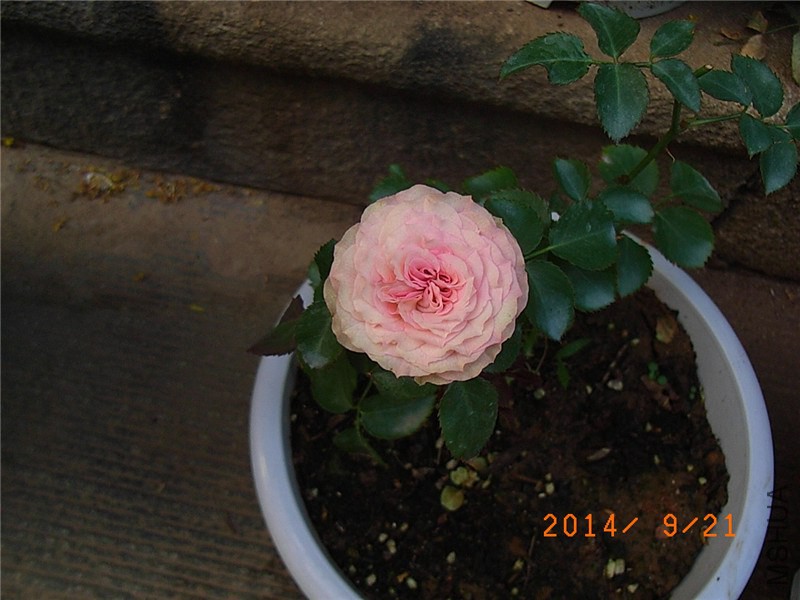 ��С�� (11).JPG