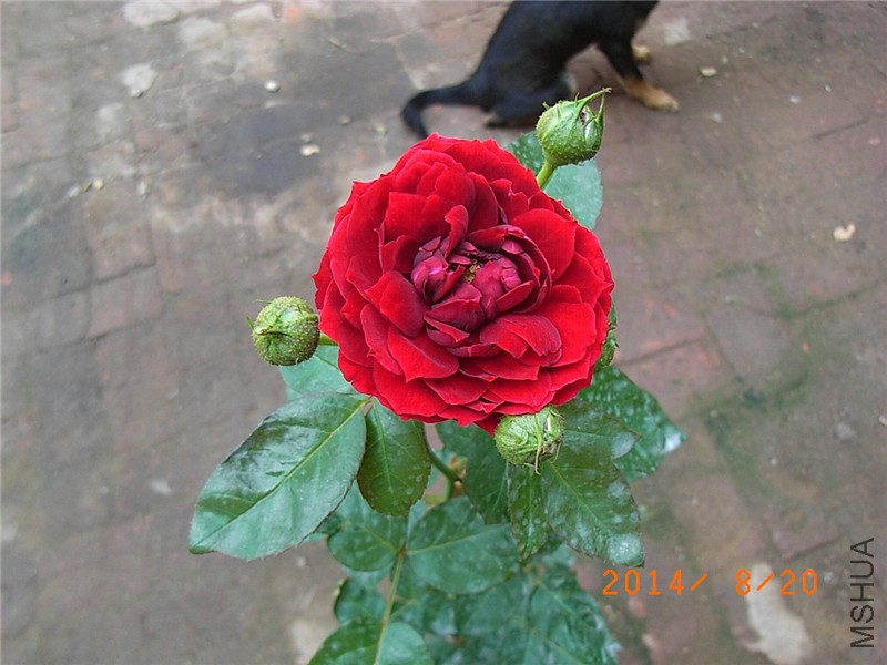 ������ (4).JPG