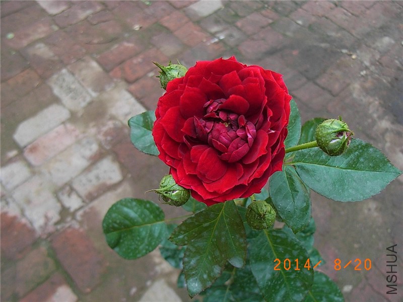 ������ (5).JPG