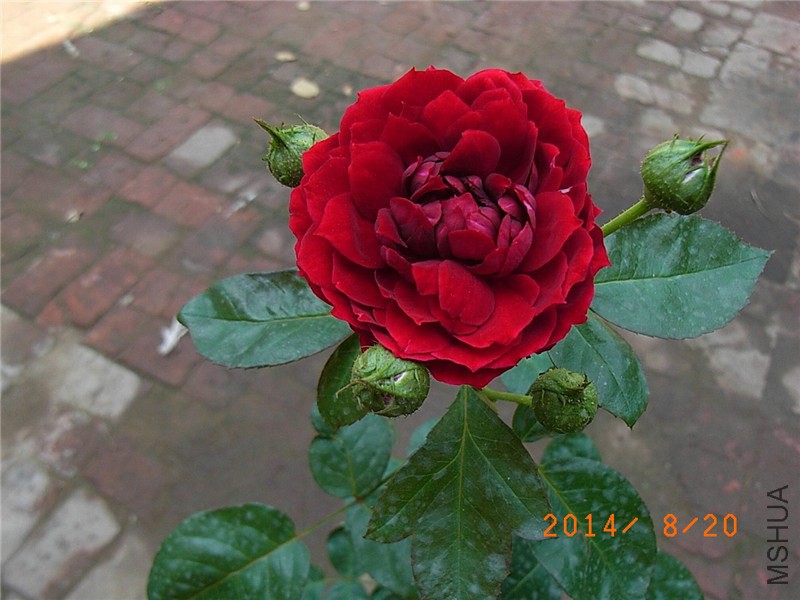 ������ (6).JPG