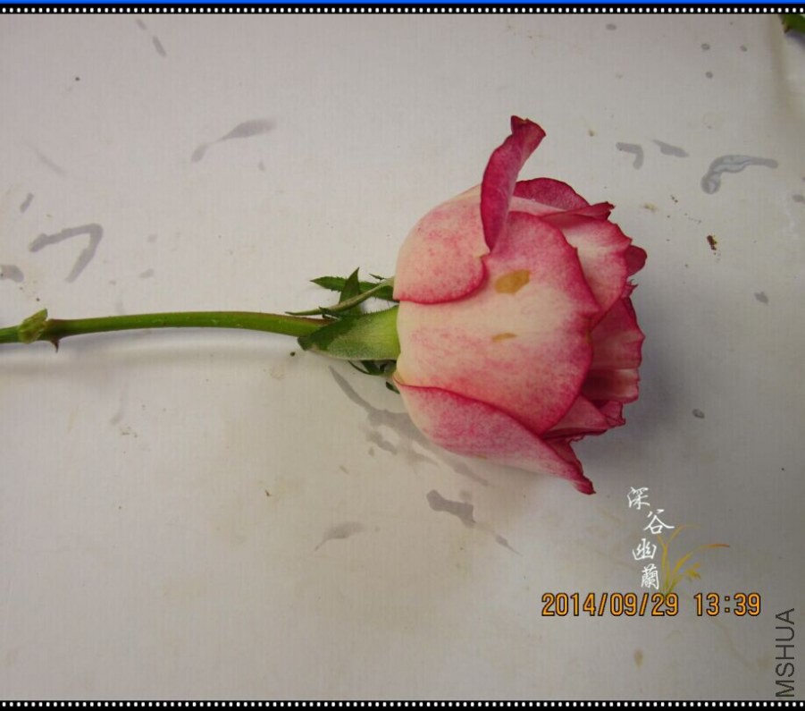 QQͼƬ20080806001414.jpg