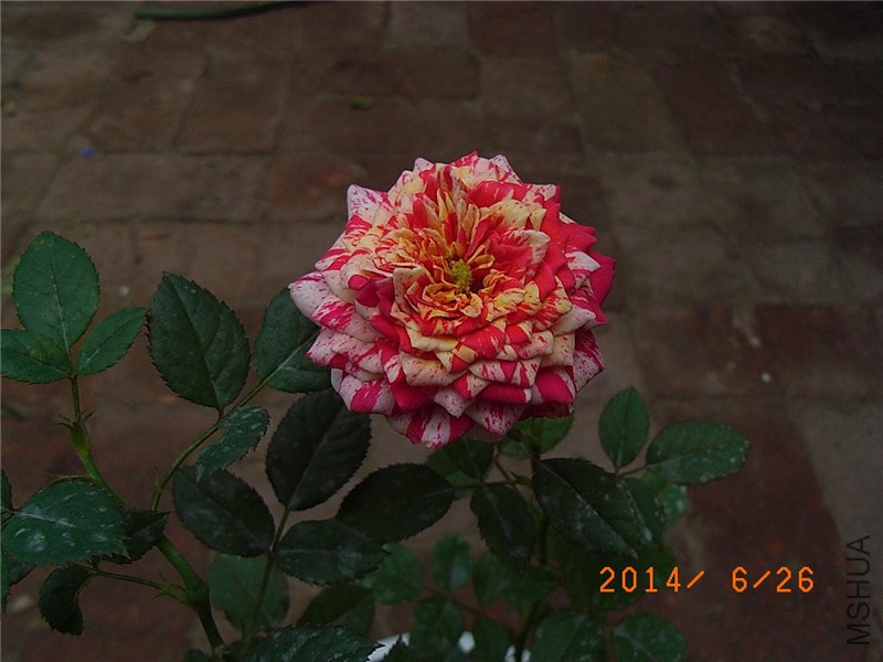 ���ëݢ (1).JPG