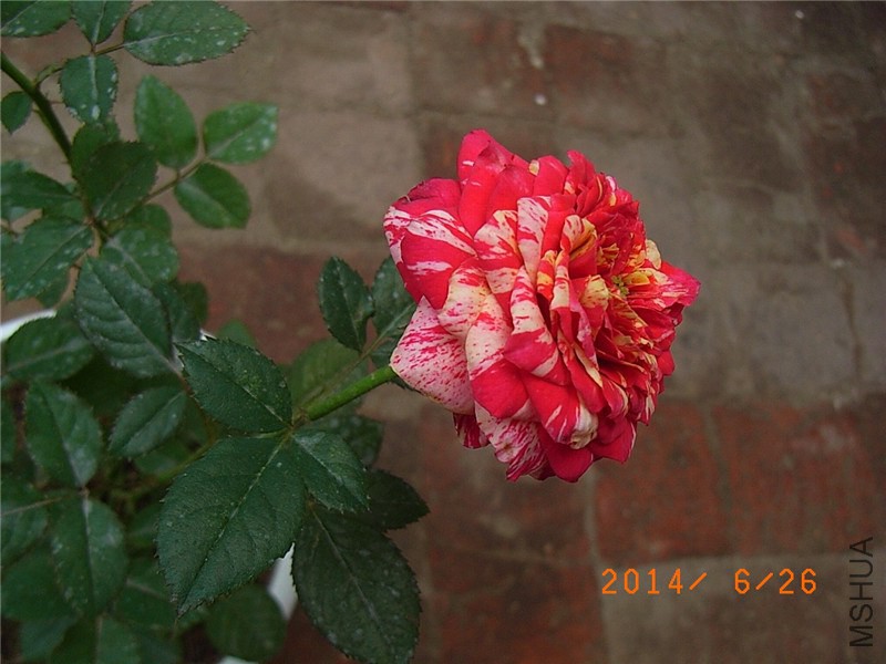 ���ëݢ (2).JPG