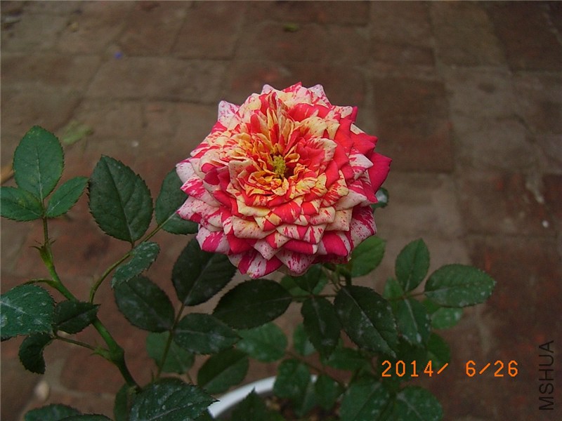 ���ëݢ (4).JPG