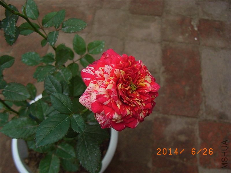 ���ëݢ (5).JPG