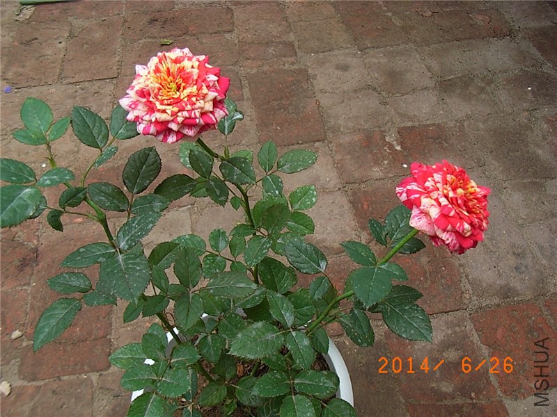 ���ëݢ (6).JPG