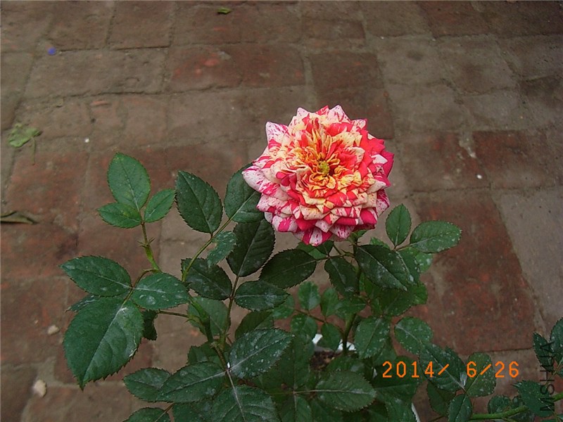 ���ëݢ (7).JPG