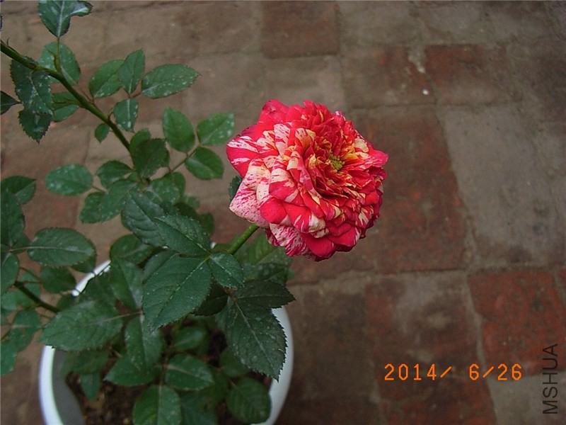 ���ëݢ (8).JPG