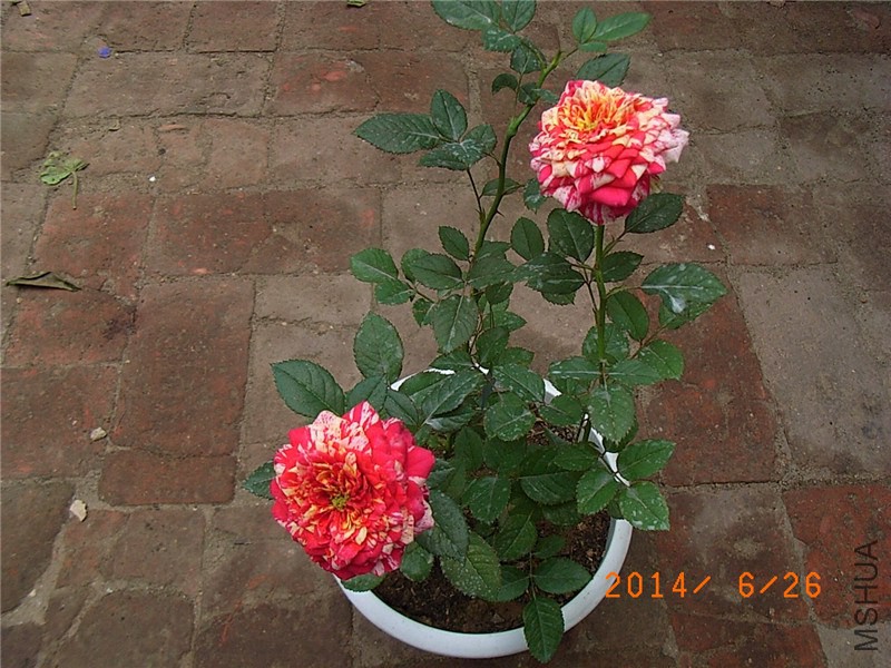 ���ëݢ (9).JPG