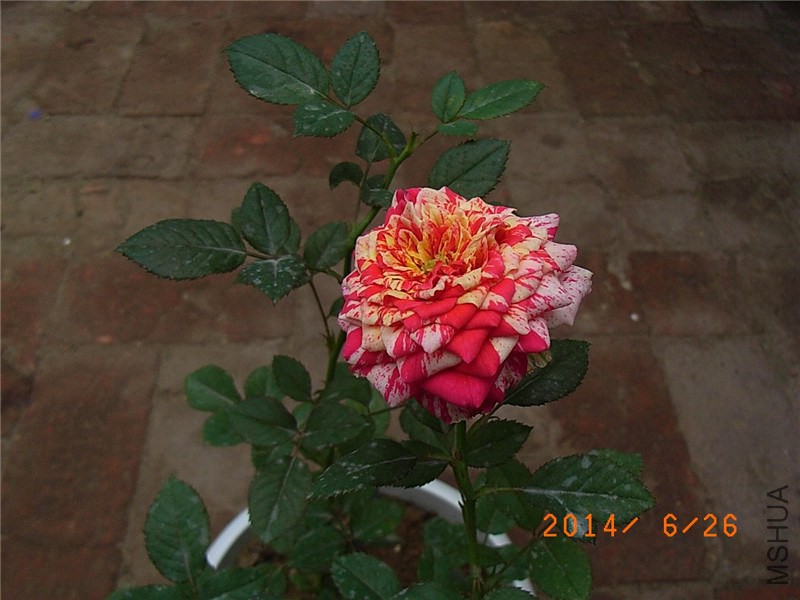 ���ëݢ (10).JPG