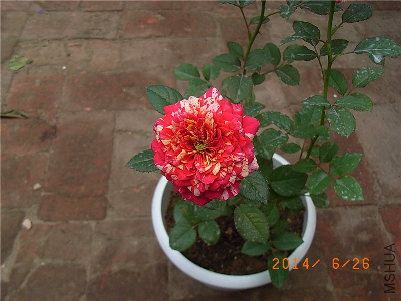 ���ëݢ (11).JPG