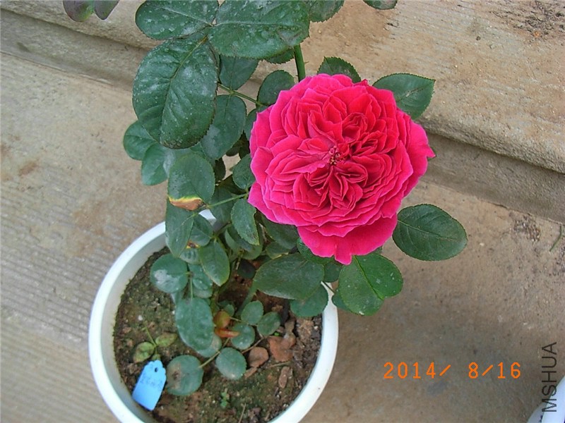 �ʼ���֬ (3).JPG