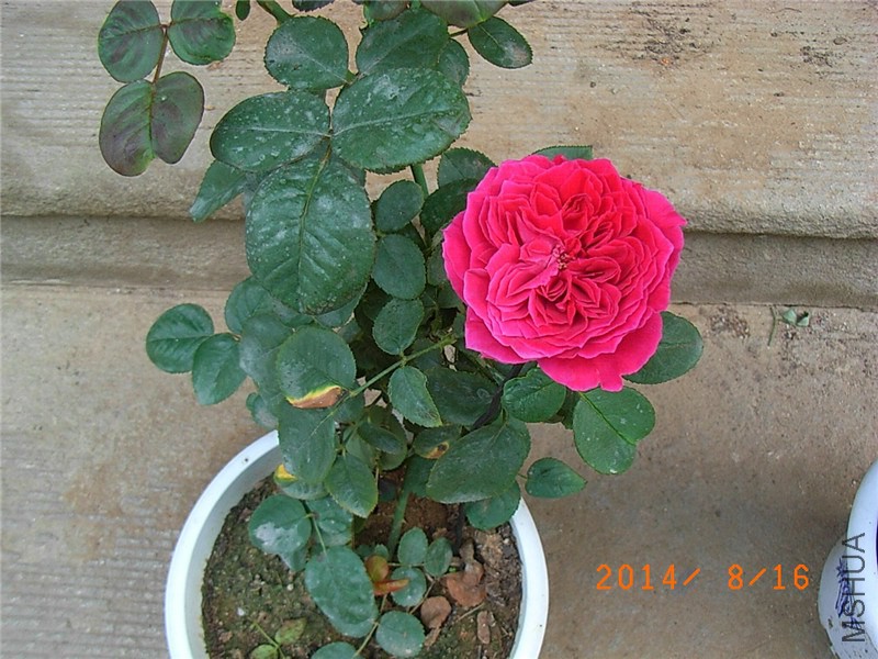 �ʼ���֬ (4).JPG