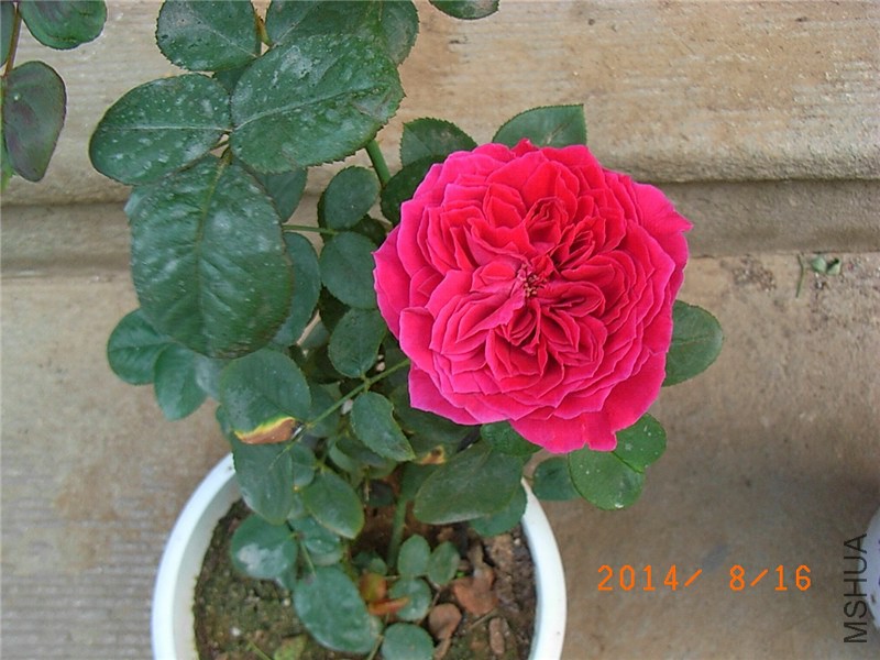 �ʼ���֬ (1).JPG