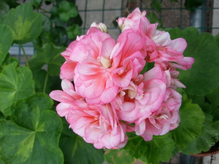 QQͼƬ20140929194345.jpg