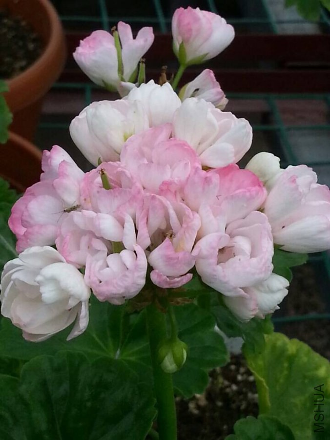 QQͼƬ20140929194408.jpg