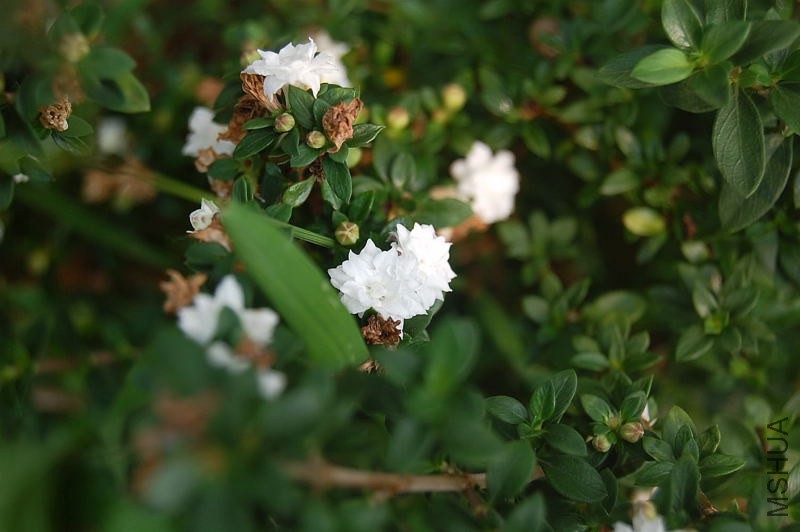 DSC_00080008.JPG