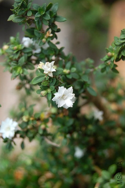 DSC_00290029.JPG
