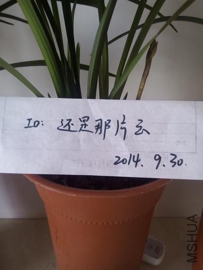 ���罿