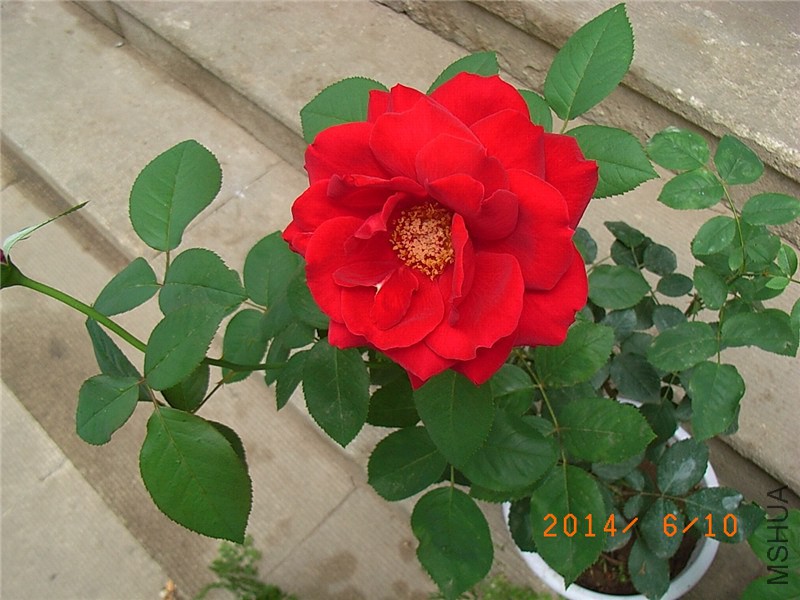 ������ (8).JPG