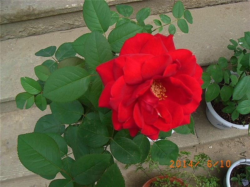 ������ (9).JPG