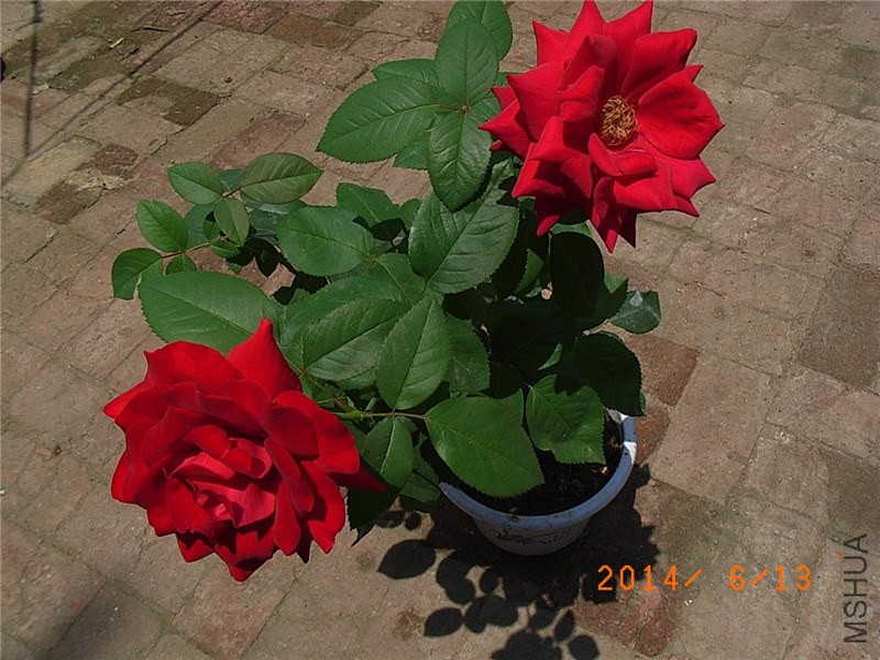 ������ (15).JPG