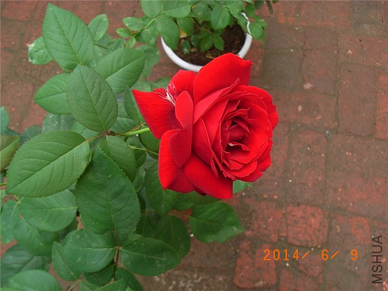 ������ (1).JPG