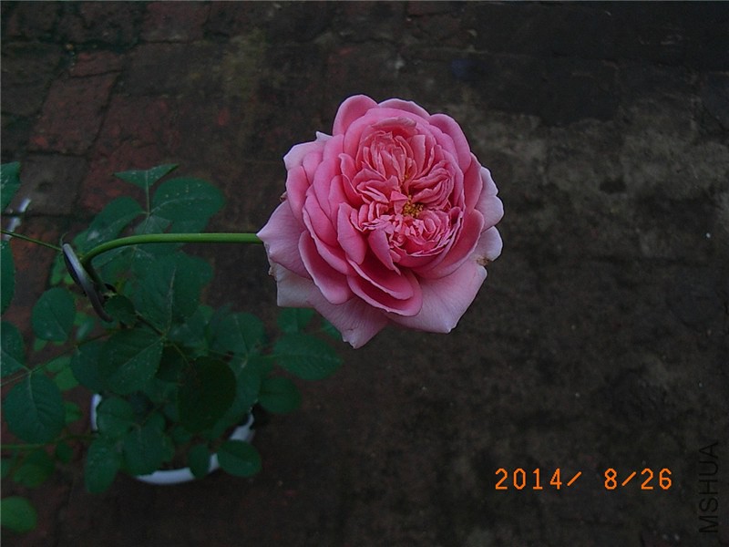 ���ع��� (1).JPG