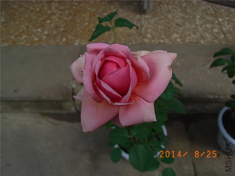 ���ع��� (2).JPG