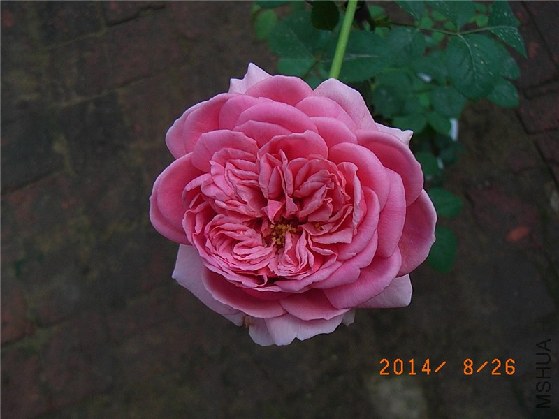 ���ع��� (3).JPG