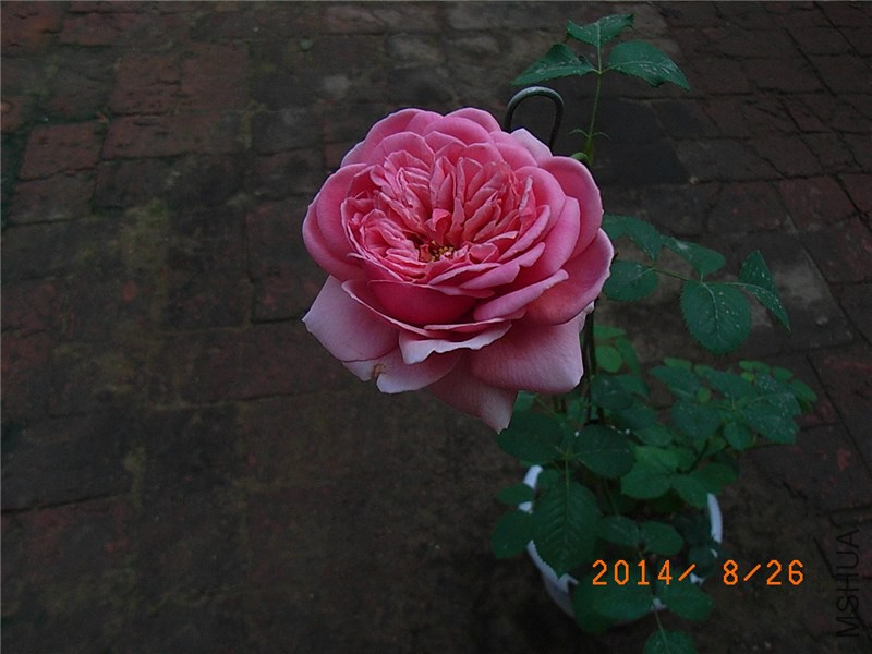 ���ع��� (5).JPG