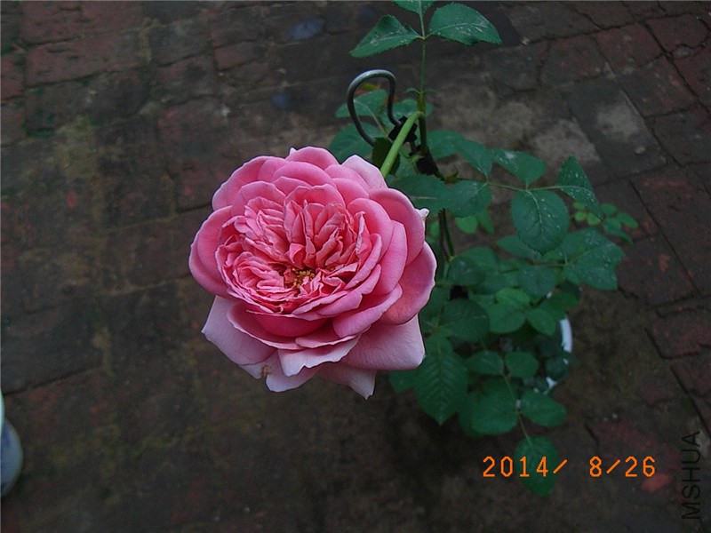 ���ع��� (7).JPG