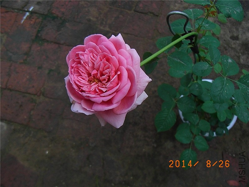 ���ع��� (8).JPG