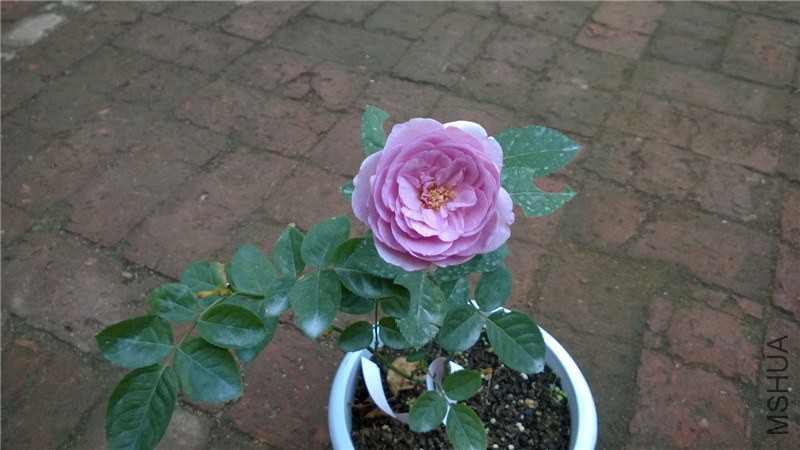 ��ɫ�籩 (2).jpg