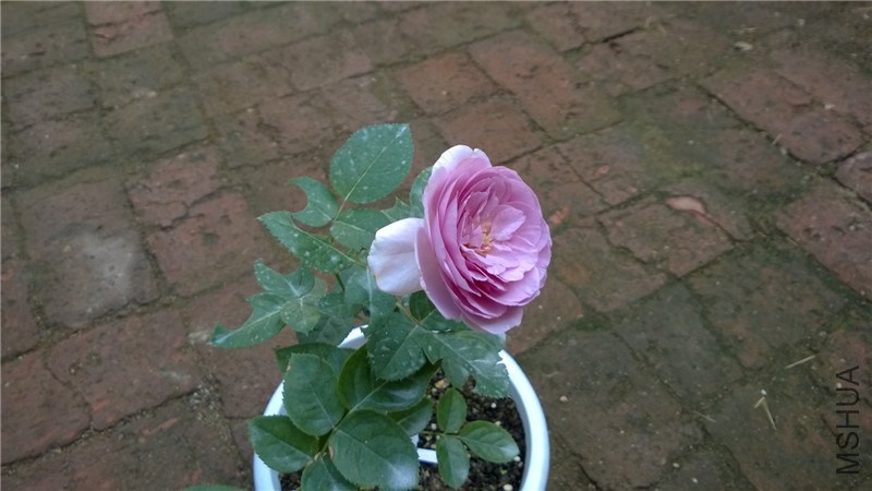 ��ɫ�籩 (3).jpg