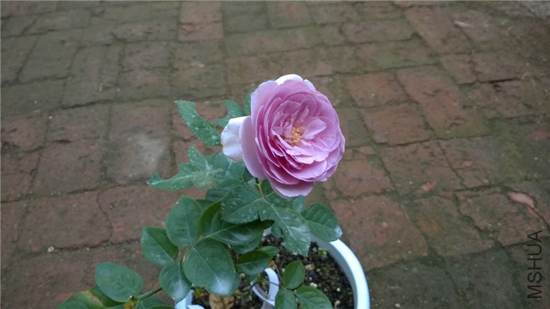 ��ɫ�籩 (4).jpg